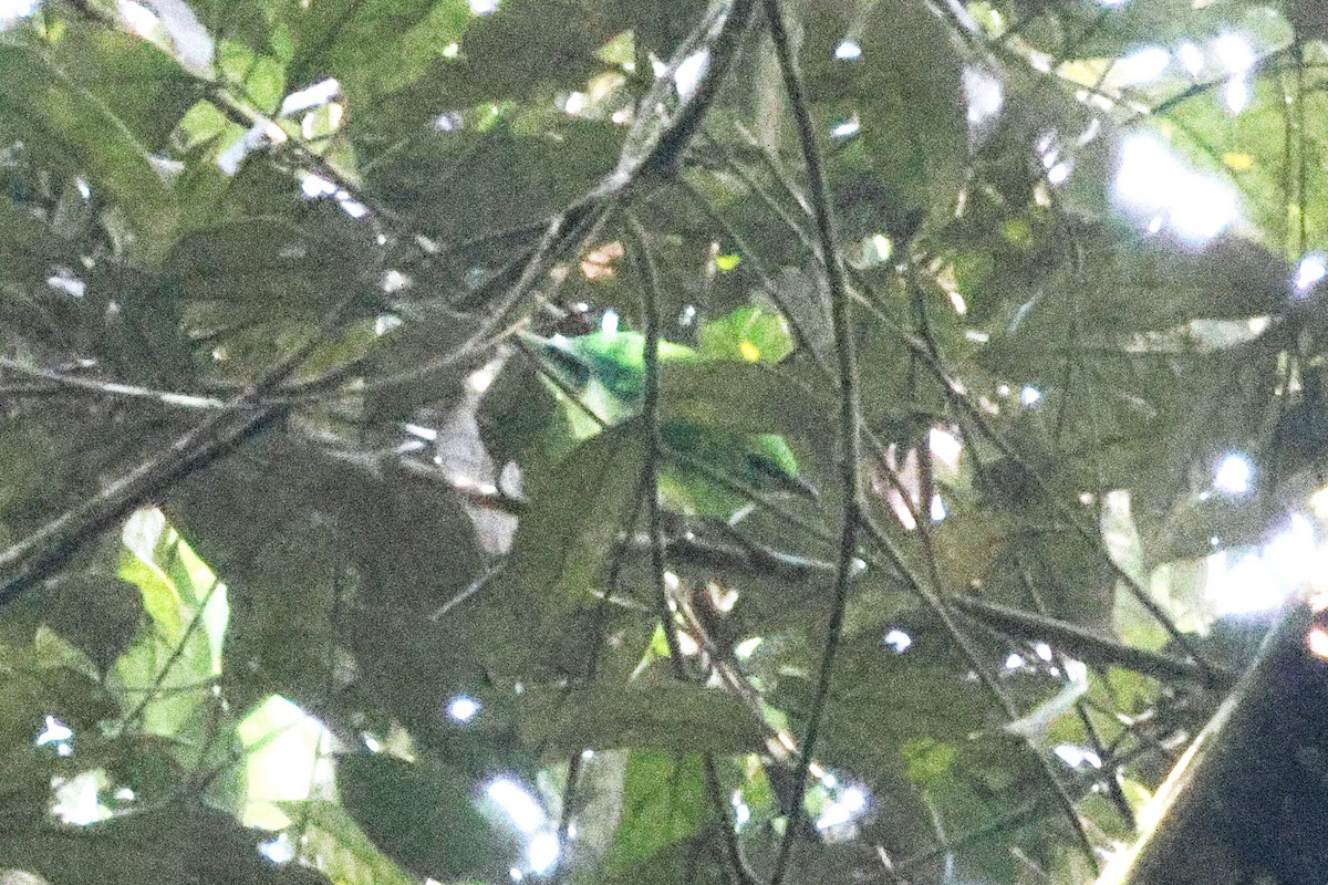 アオバネコノハドリ - ML646622496