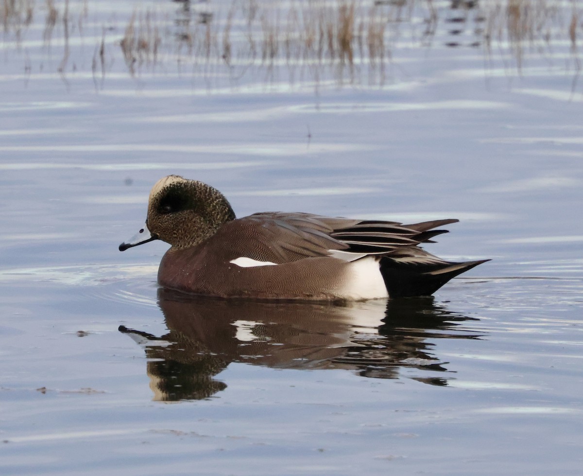 hvízdák americký - ML646622497