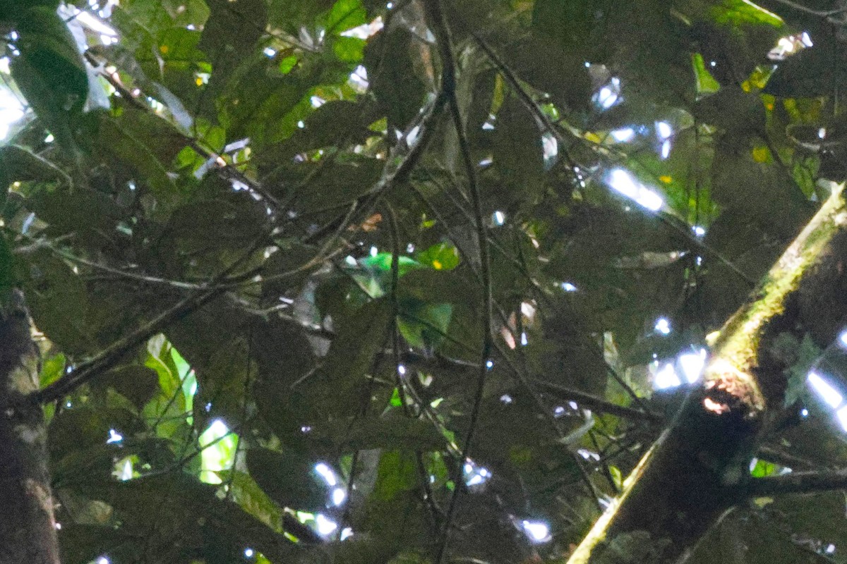 アオバネコノハドリ - ML646622498