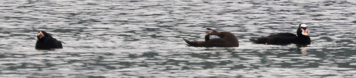 turpan pestrozobý - ML646622508