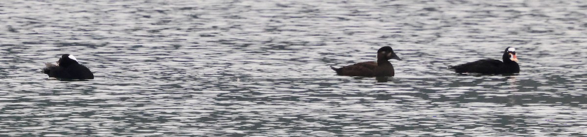 turpan pestrozobý - ML646622509