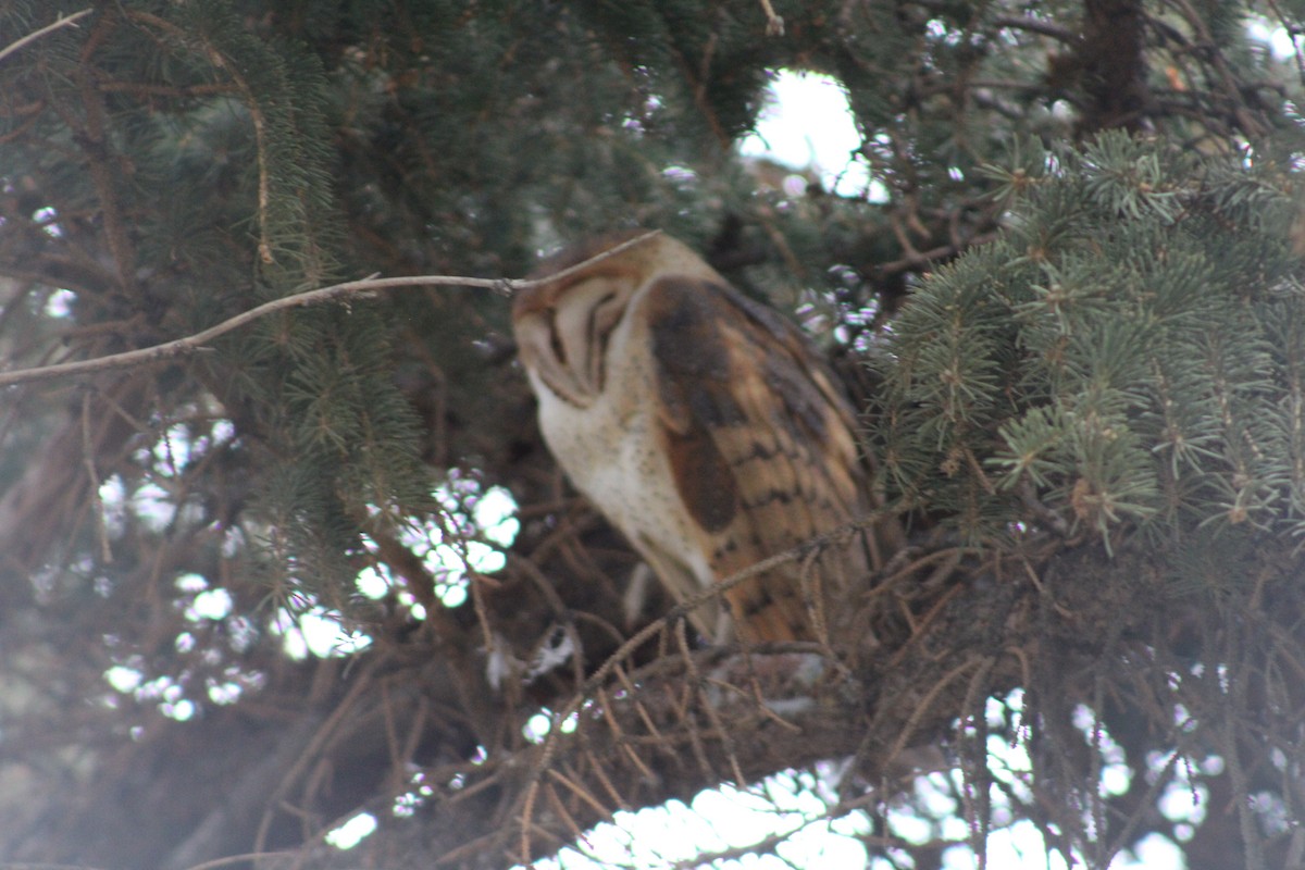 sova americká - ML646622511