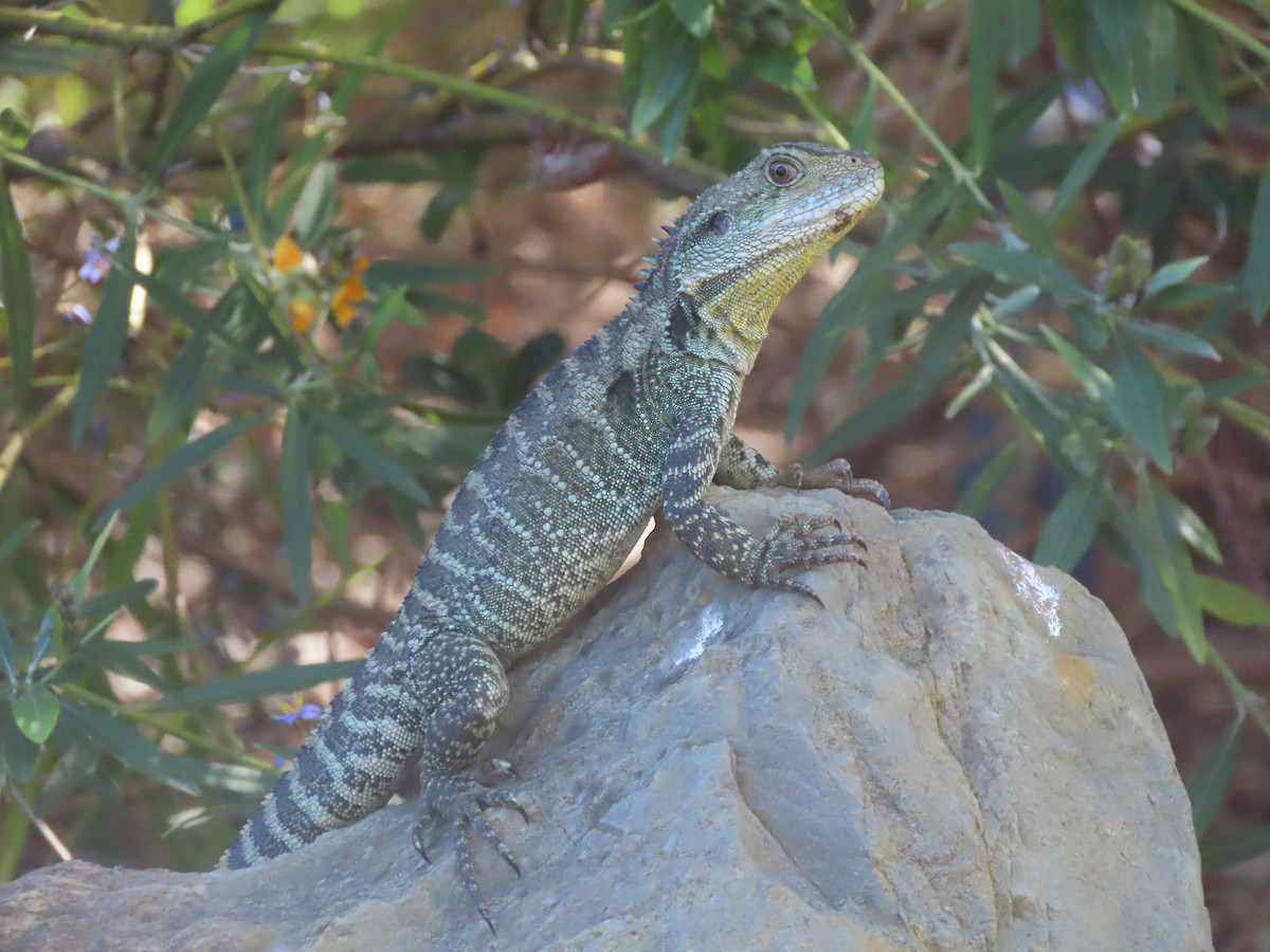 Eastern Water Dragon - ML646622512