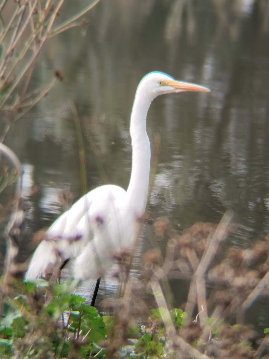 Great Egret - ML646622518
