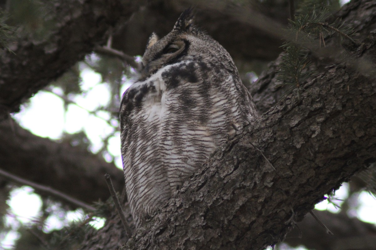 výr virginský - ML646622523