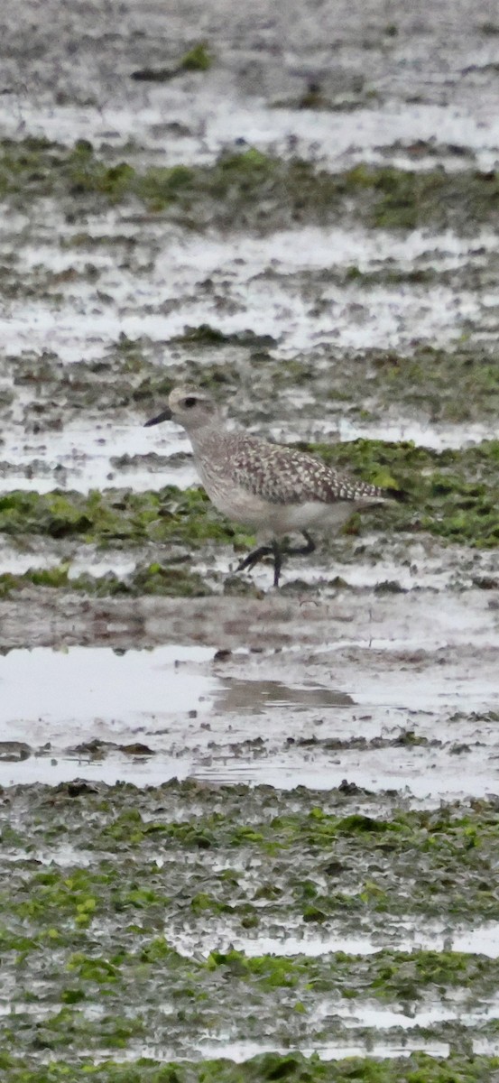 kulík bledý - ML646622524