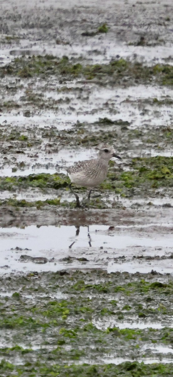 kulík bledý - ML646622525