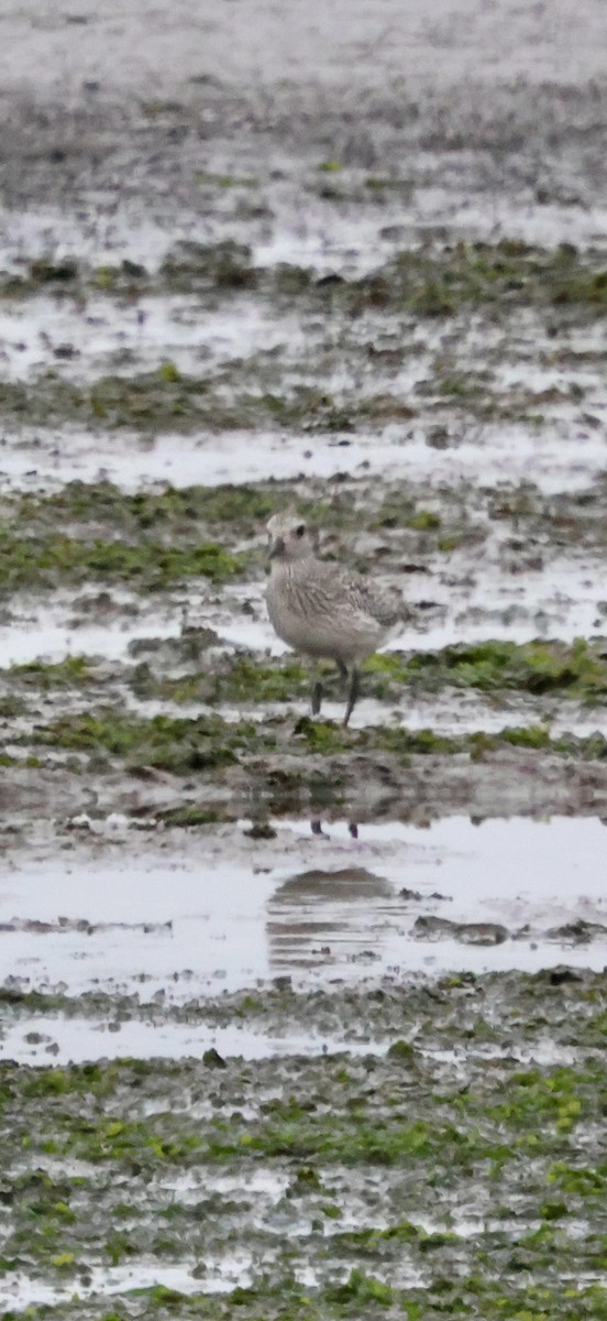 kulík bledý - ML646622526