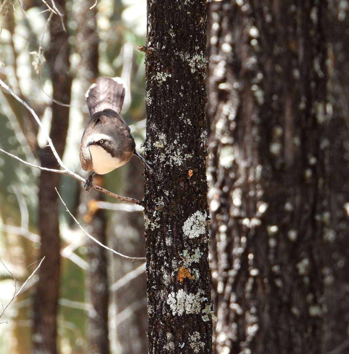 Gray-crowned Babbler - ML646622527
