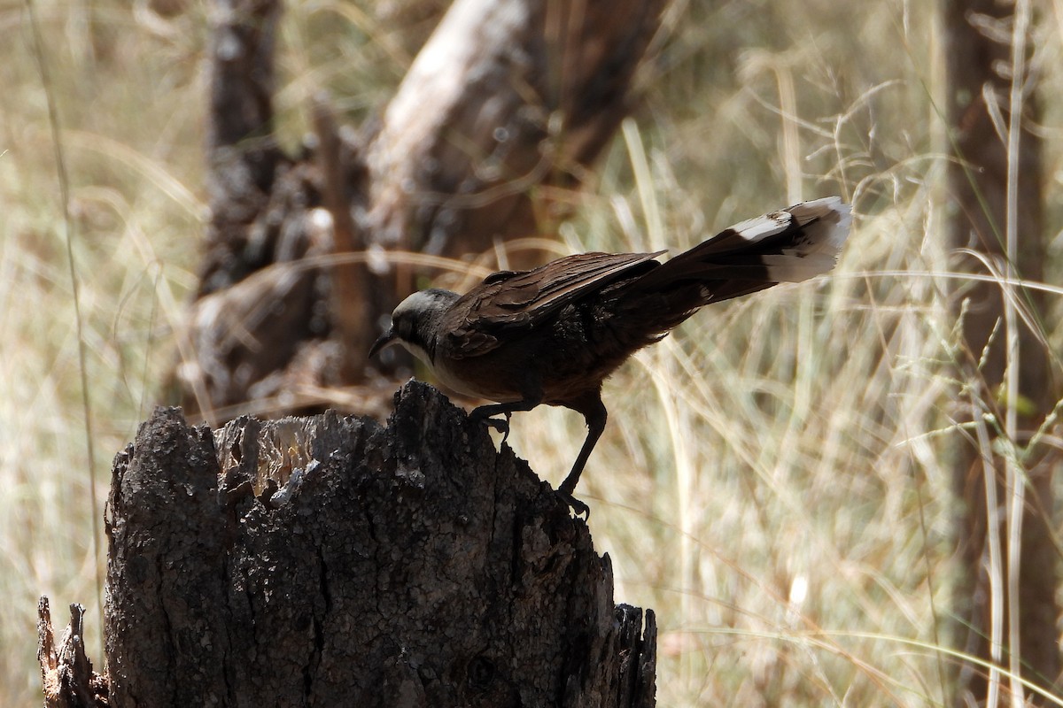 Gray-crowned Babbler - ML646622528