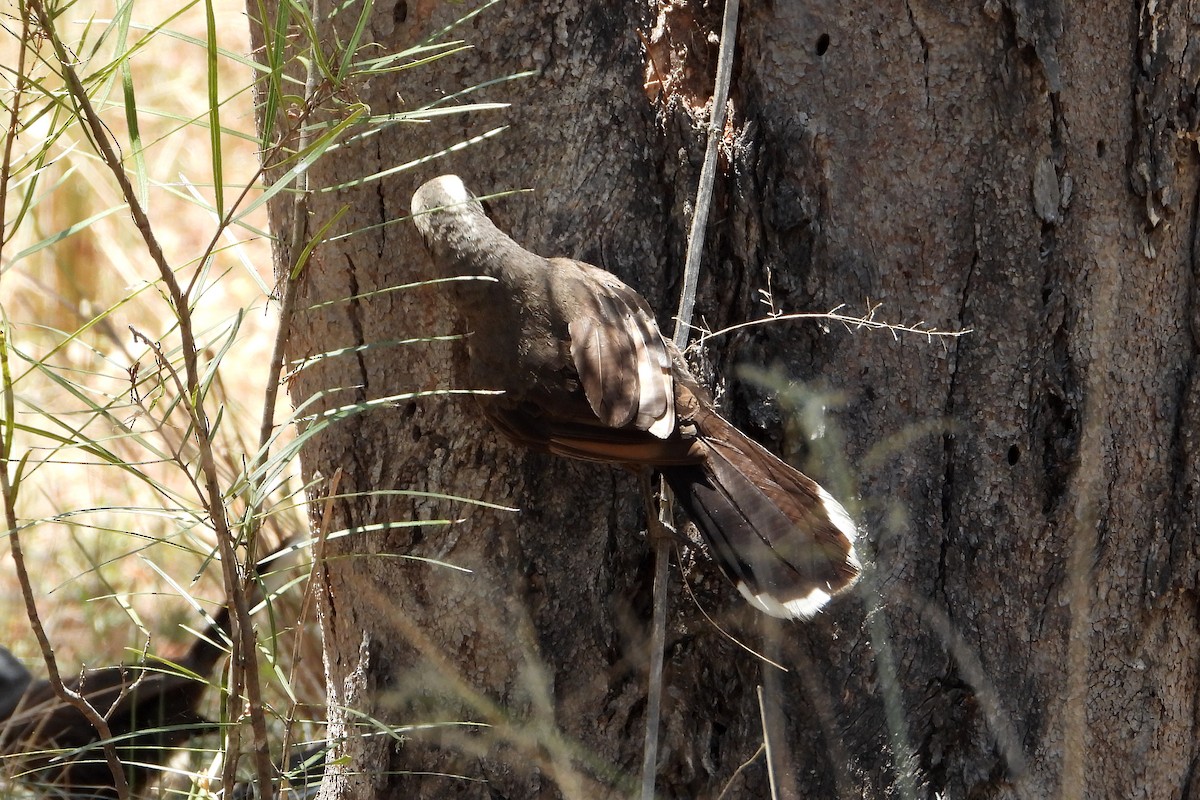 Gray-crowned Babbler - ML646622529