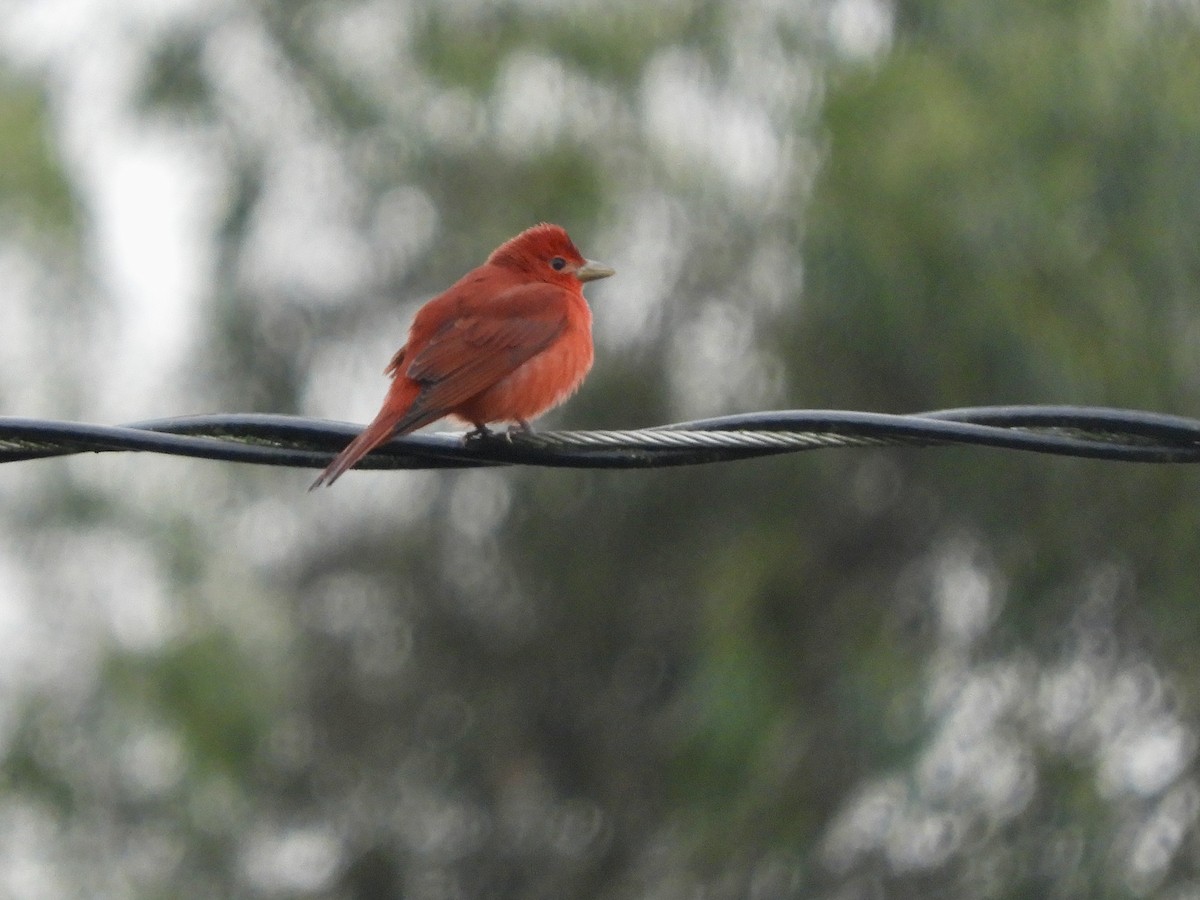 Summer Tanager - ML646622533