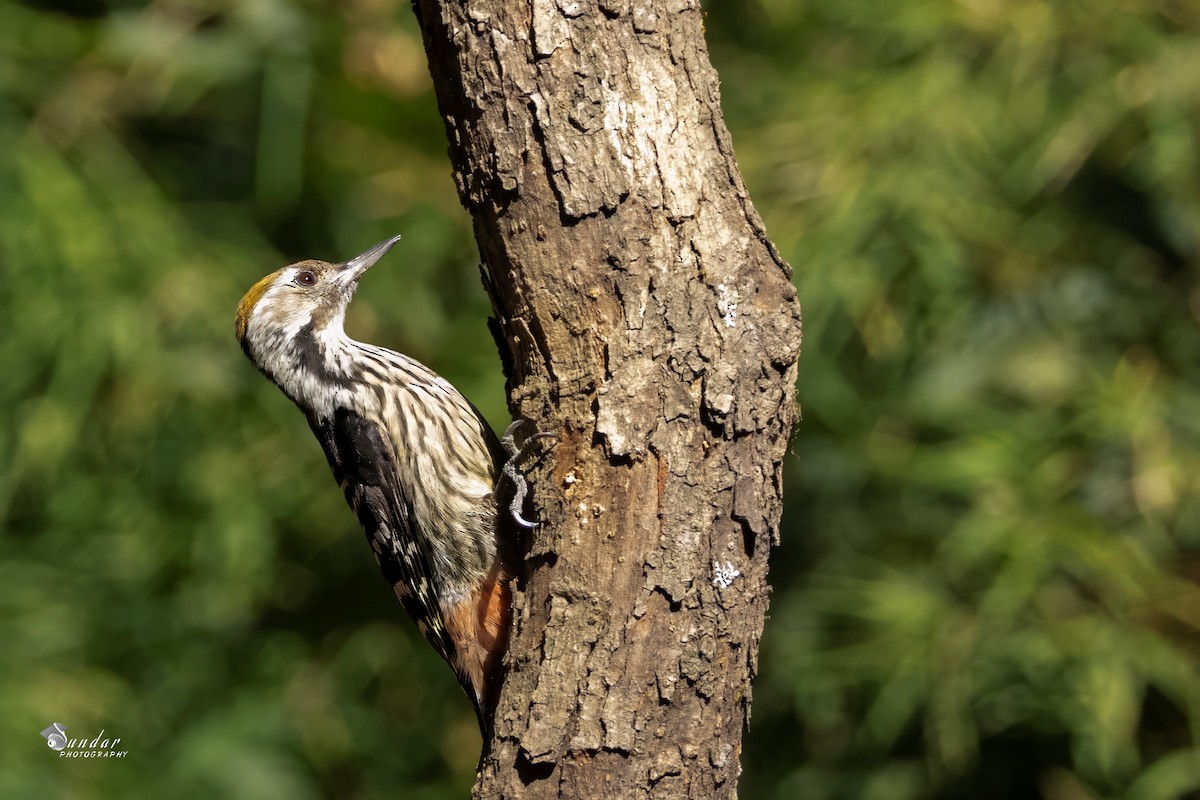 Brown-fronted Woodpecker - ML646622552