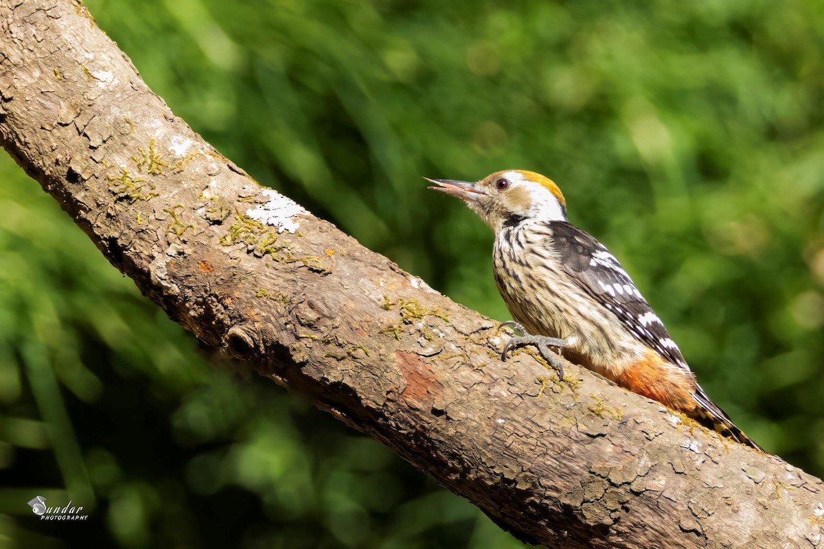 Brown-fronted Woodpecker - ML646622553