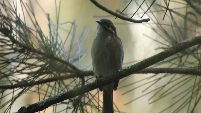 Медник жовтощокий - ML646622558