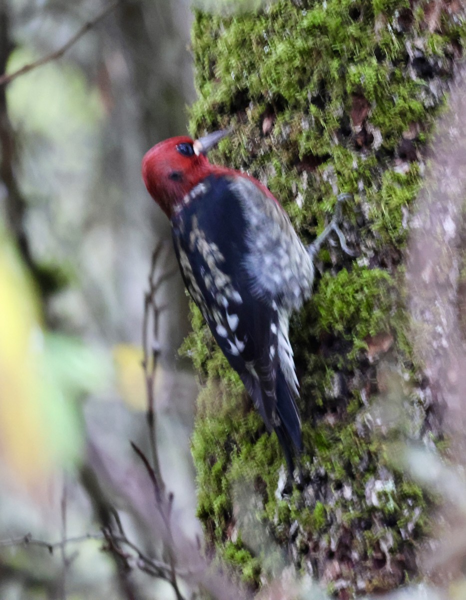 datel červenoprsý - ML646622559