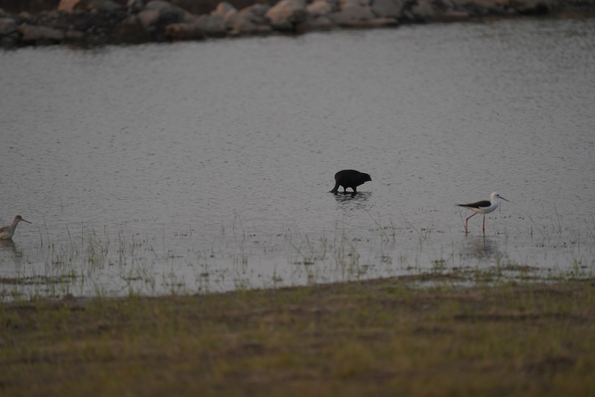 Glossy Ibis - ML646622563