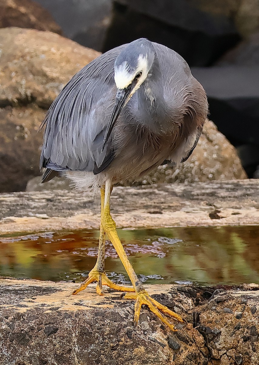 White-faced Heron - ML646622565