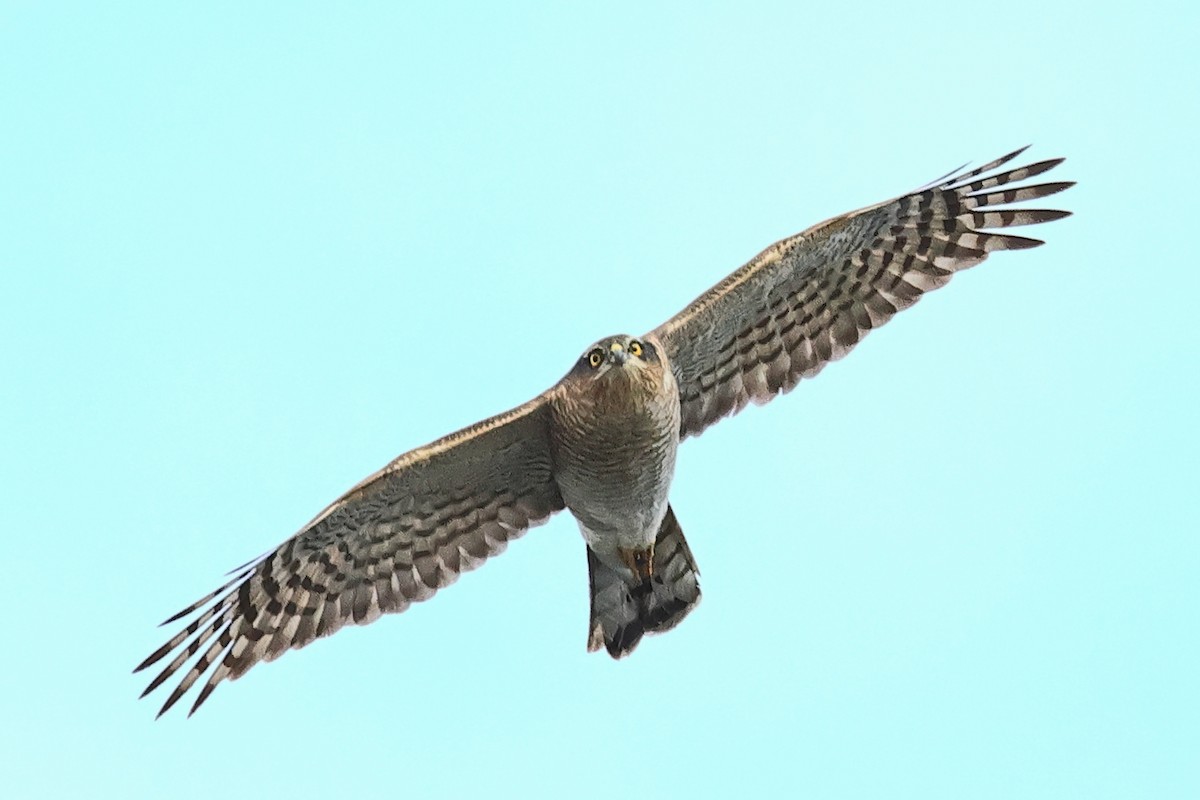 北雀鷹 - ML646622574