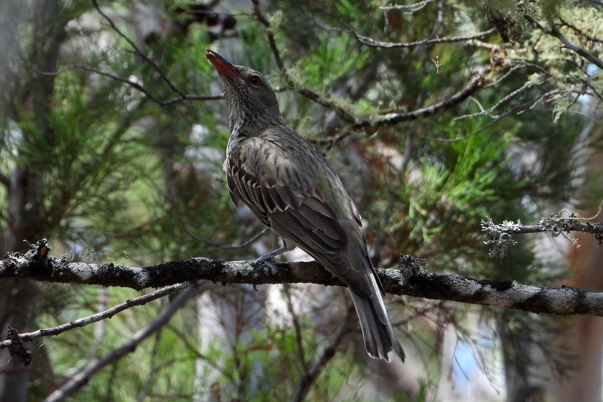 Olive-backed Oriole - ML646622575