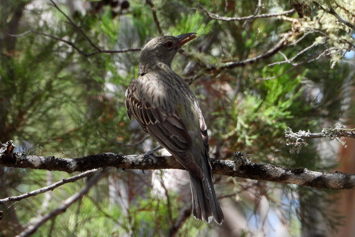 Olive-backed Oriole - ML646622576