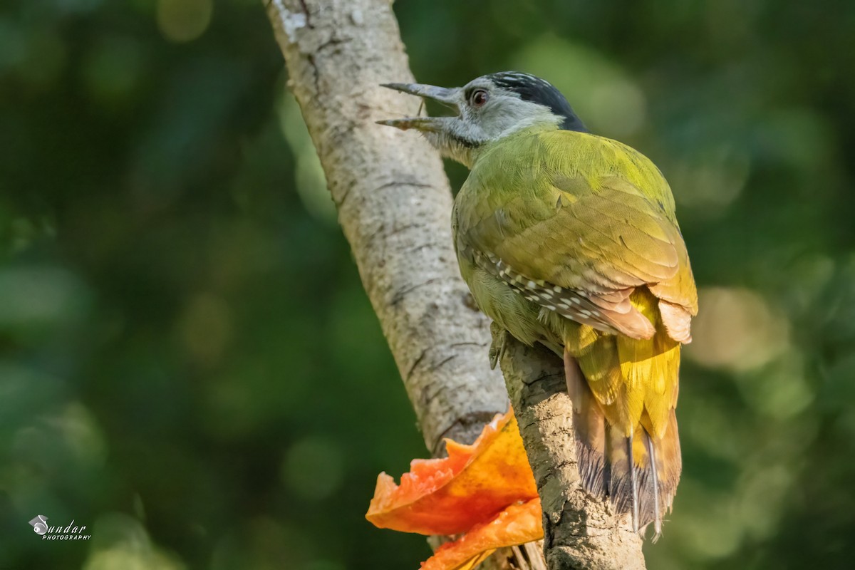 Жовна сива - ML646622577