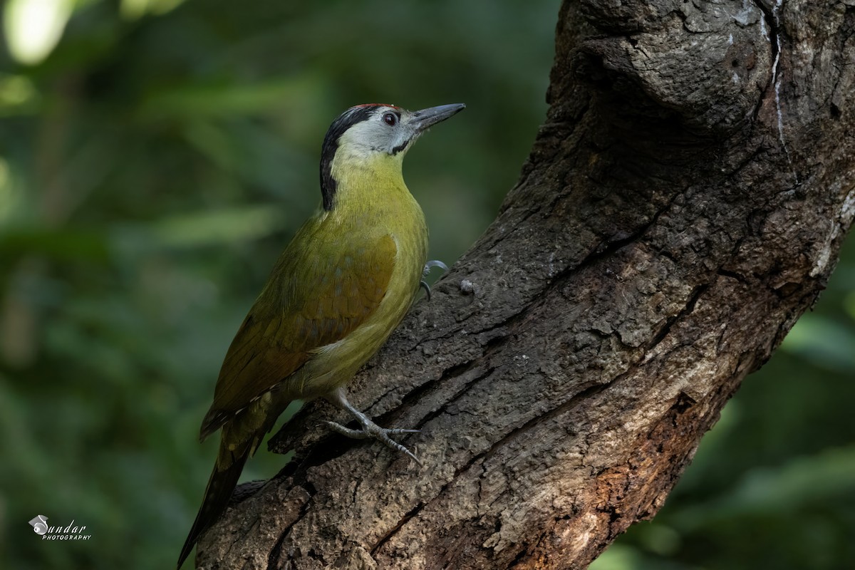 Жовна сива - ML646622578