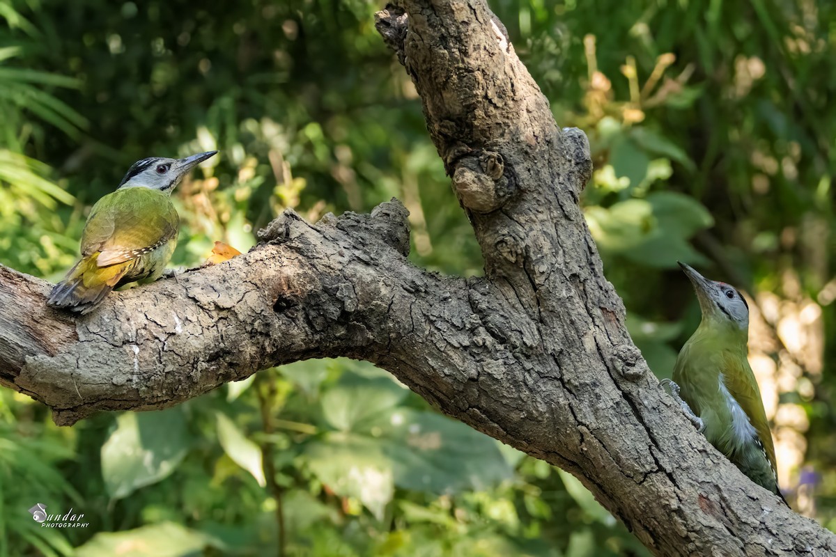 Жовна сива - ML646622579