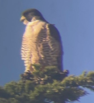 Halcón Peregrino - ML646622583