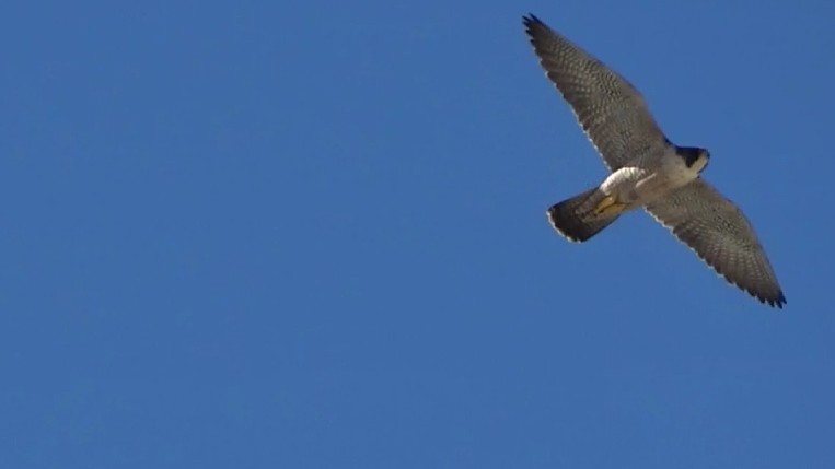 Halcón Peregrino - ML646622584