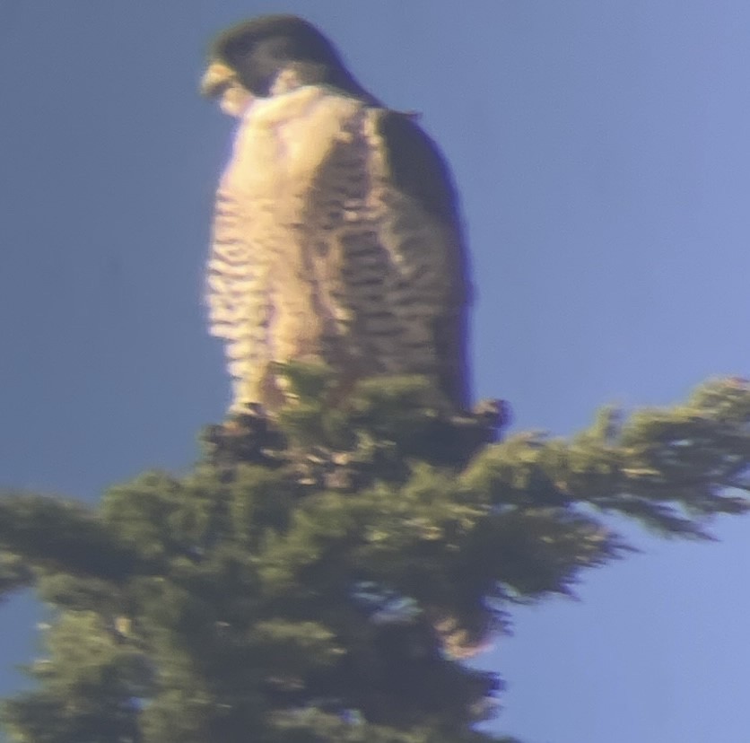 Halcón Peregrino - ML646622585