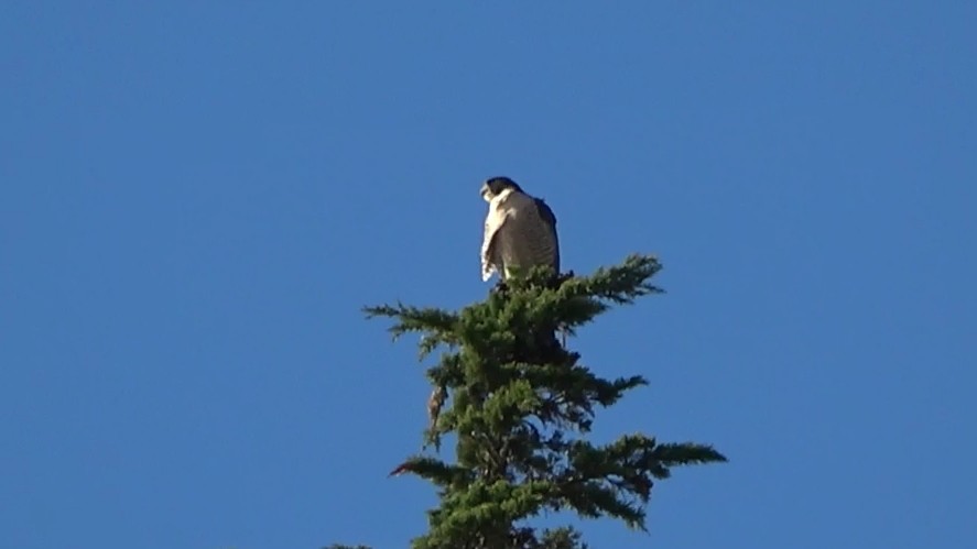Halcón Peregrino - ML646622586