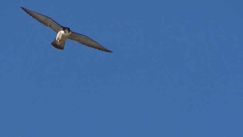 Halcón Peregrino - ML646622587