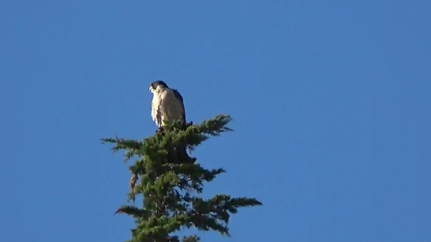 Halcón Peregrino - ML646622589