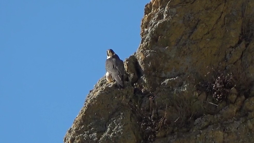 Halcón Peregrino - ML646622591