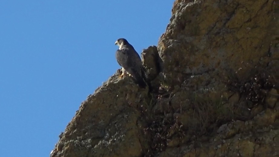 Halcón Peregrino - ML646622592