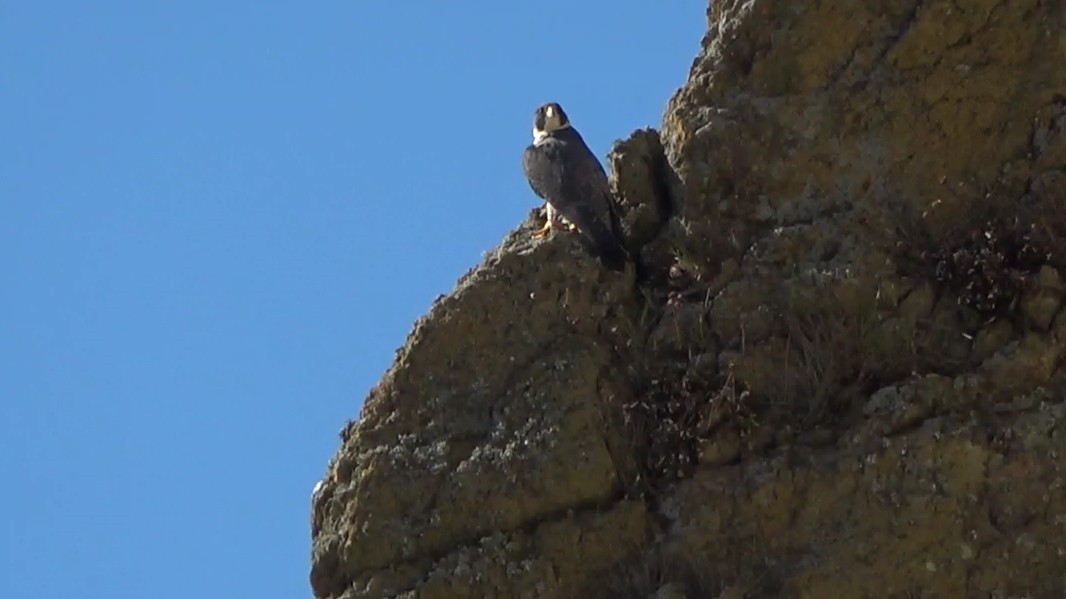 Halcón Peregrino - ML646622593