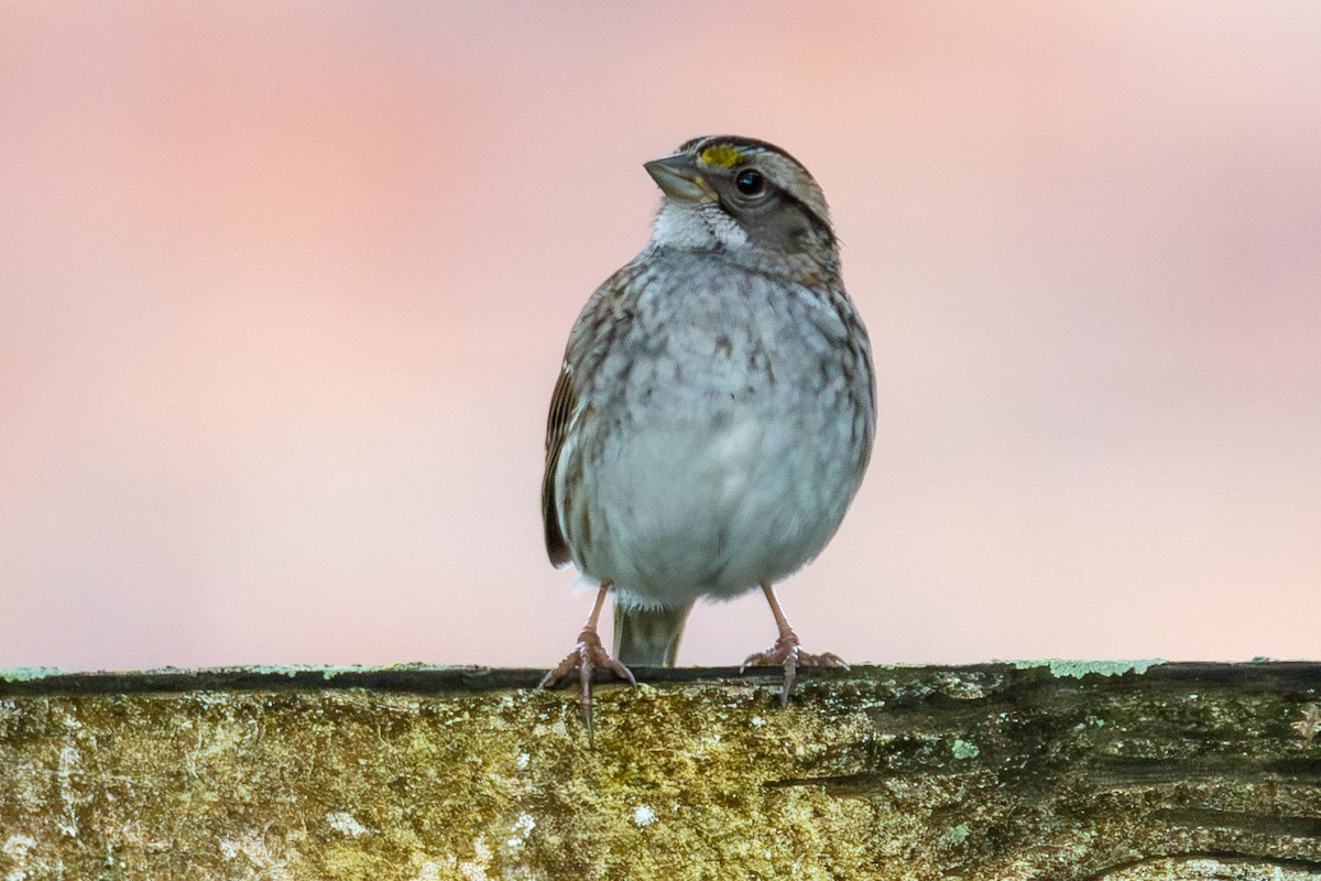 White-throated Sparrow - ML646622597