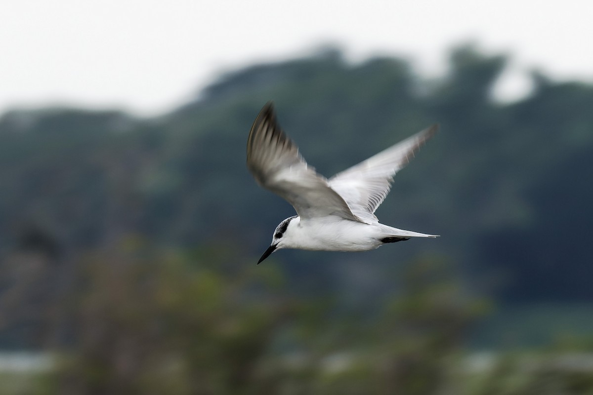 rybák bahenní - ML646622605