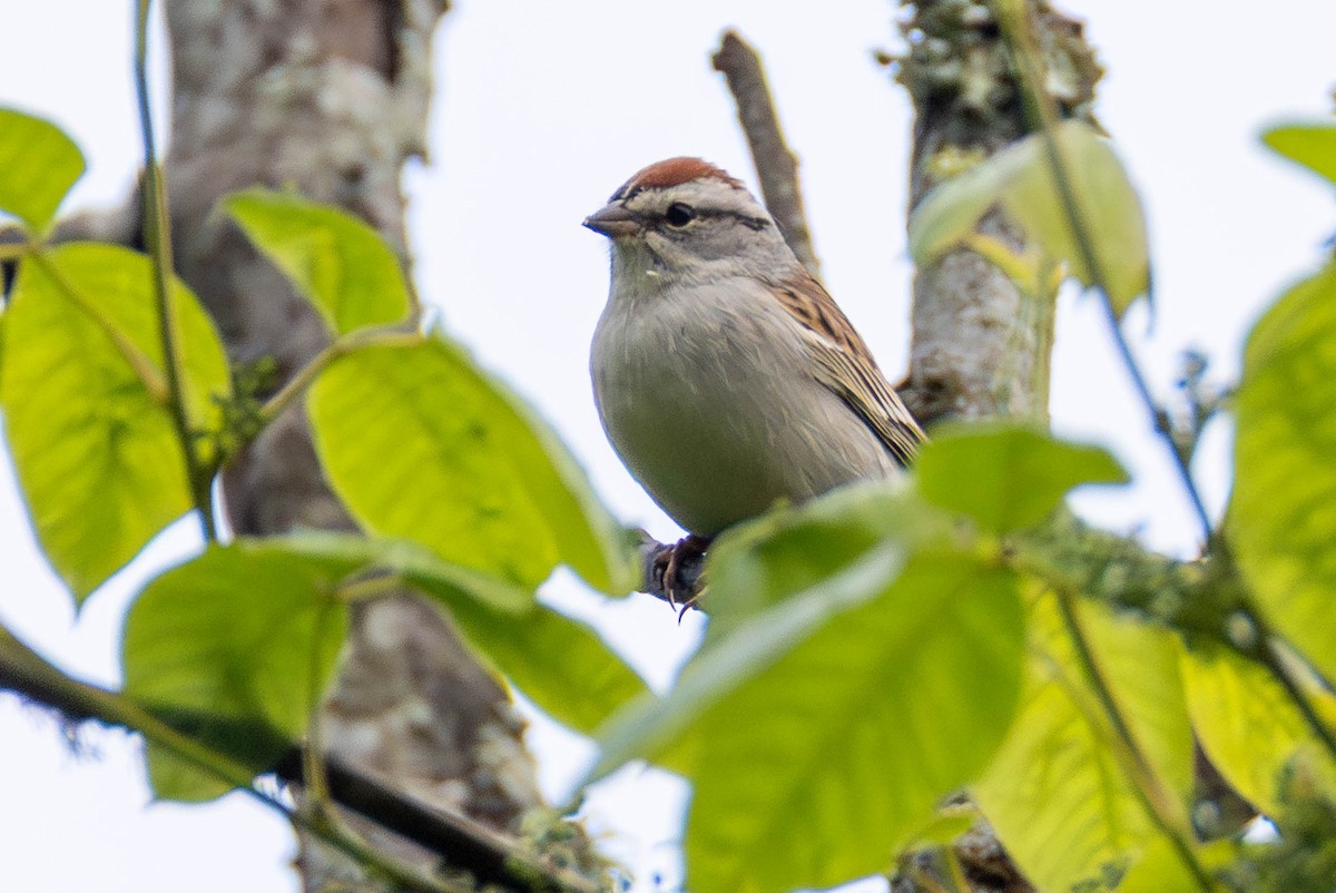 Chipping Sparrow - ML646622607