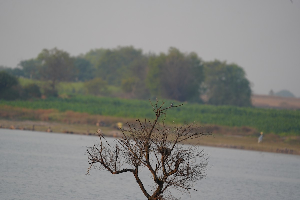 Pied Kingfisher - ML646622608