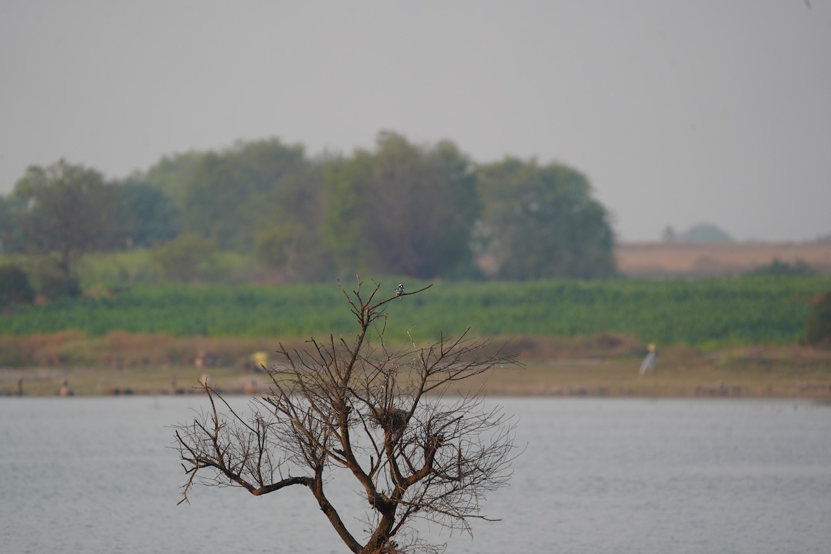 Pied Kingfisher - ML646622609