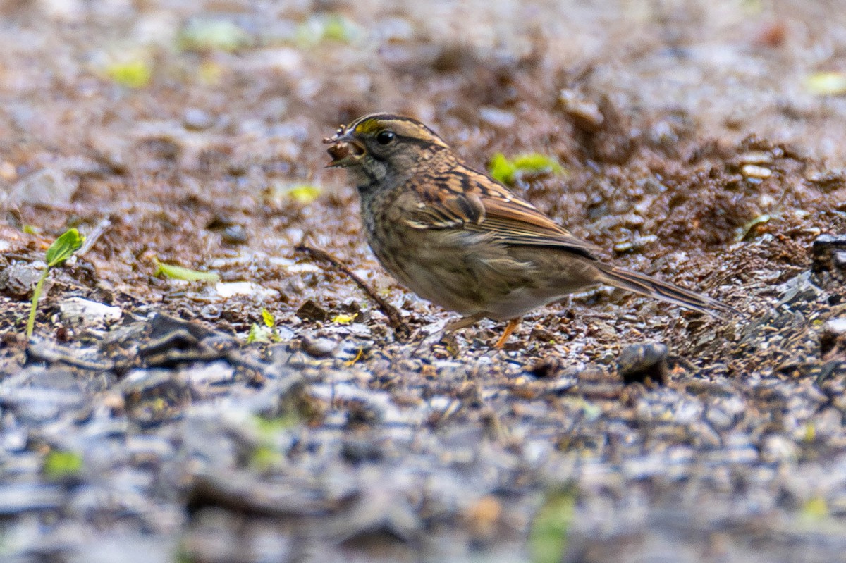 White-throated Sparrow - ML646622610