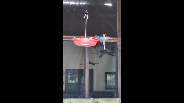 Ерміт мексиканський - ML646622611