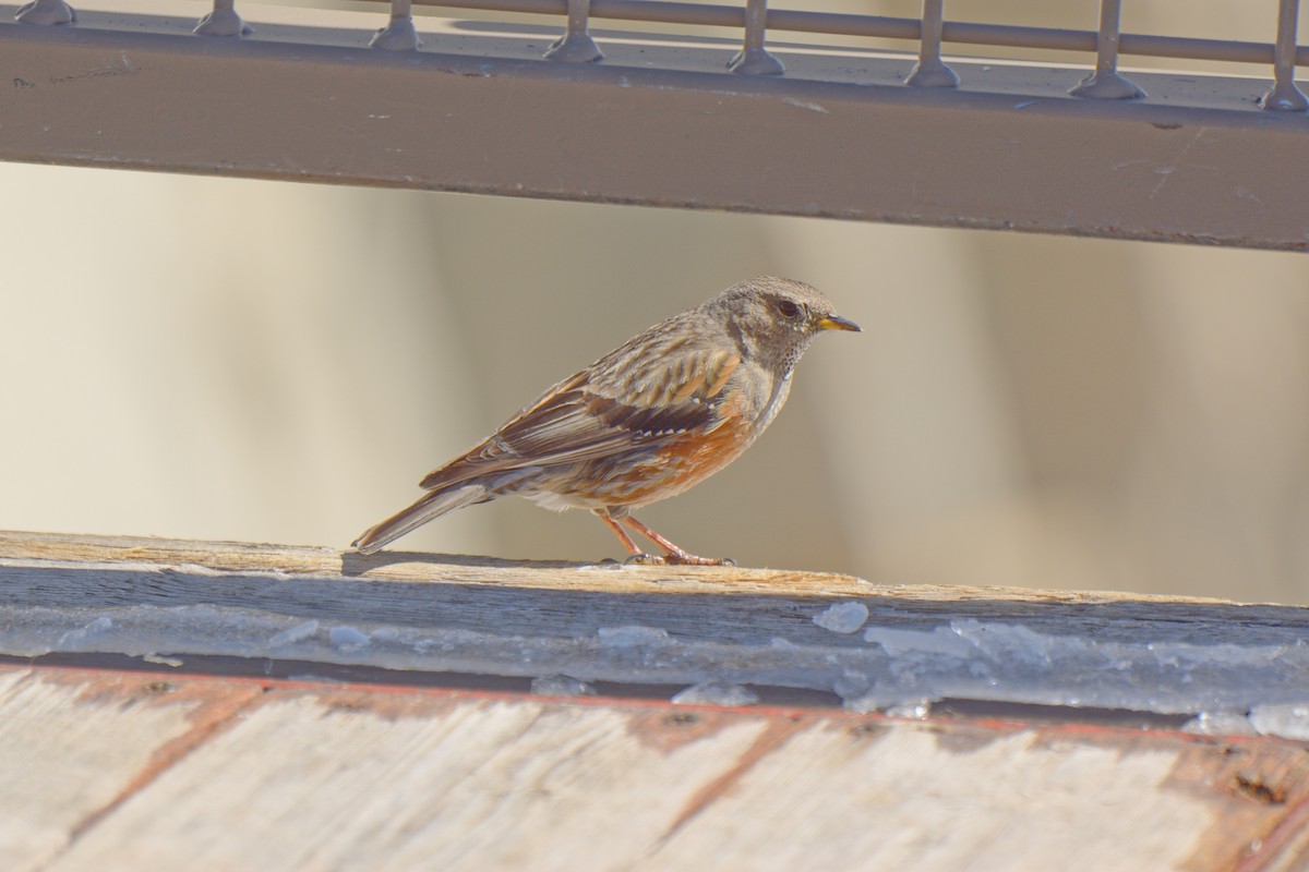 Alpine Accentor - ML646622613