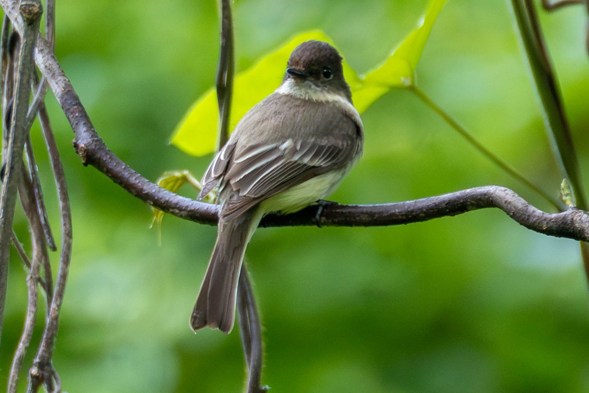 Eastern Phoebe - ML646622614