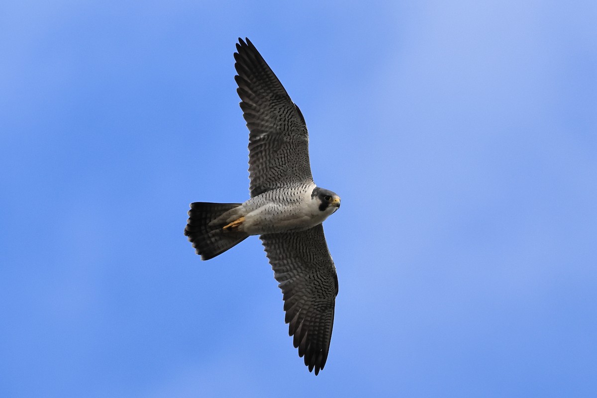 遊隼 - ML646622615