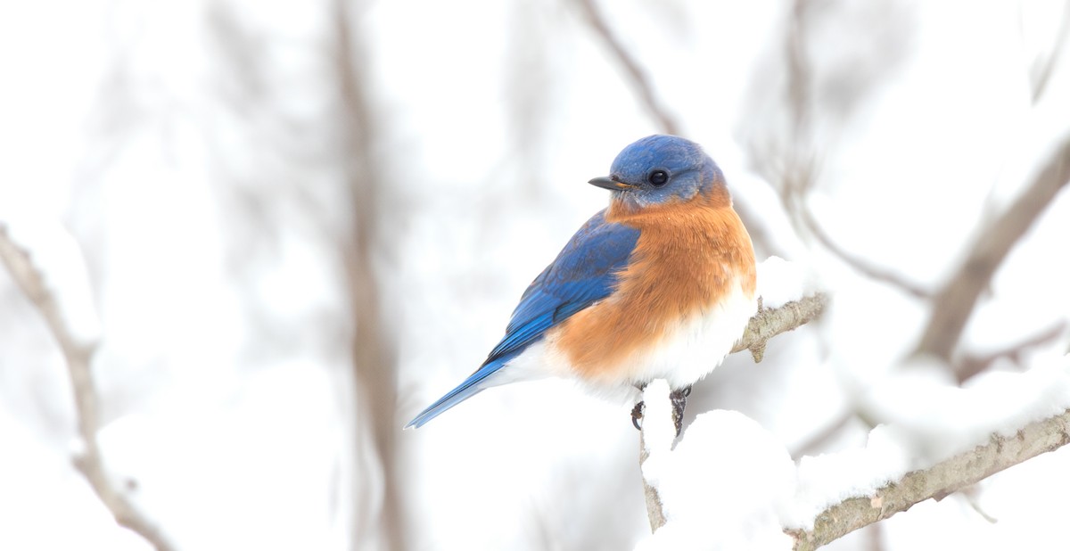 Блакитник східний - ML646622619