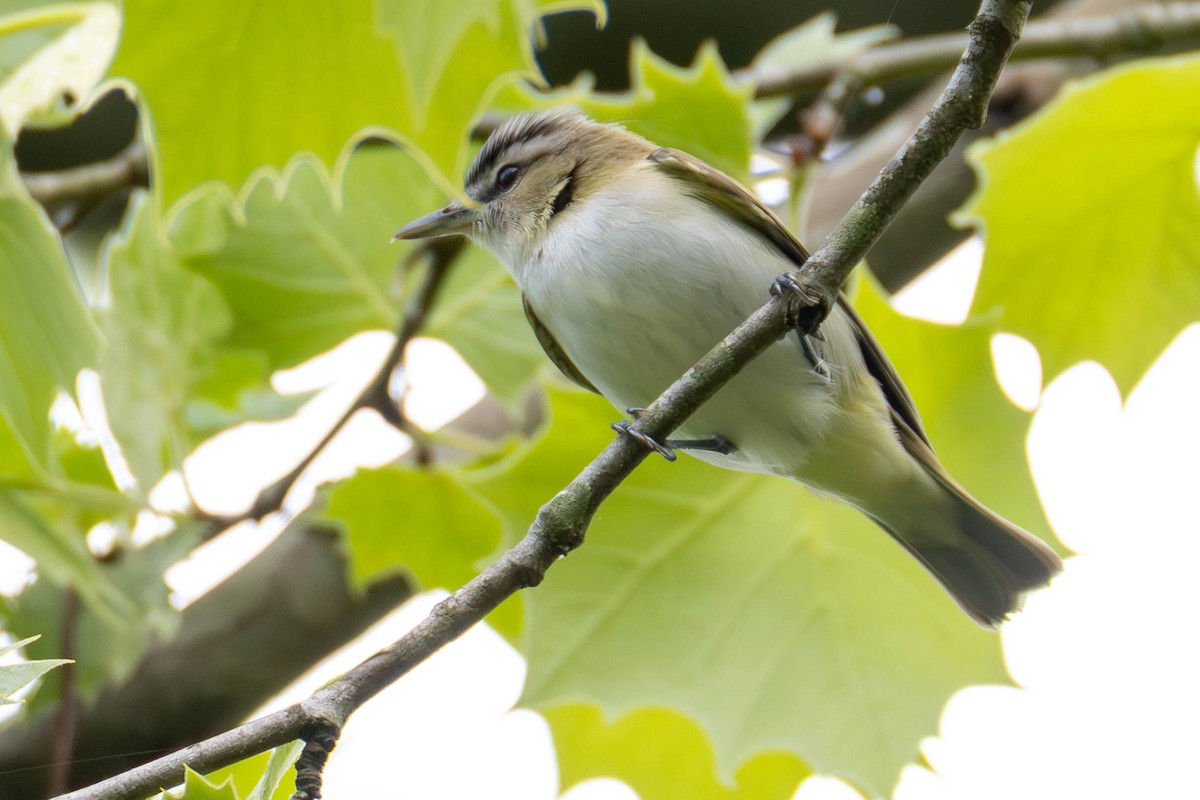 Red-eyed Vireo - ML646622620