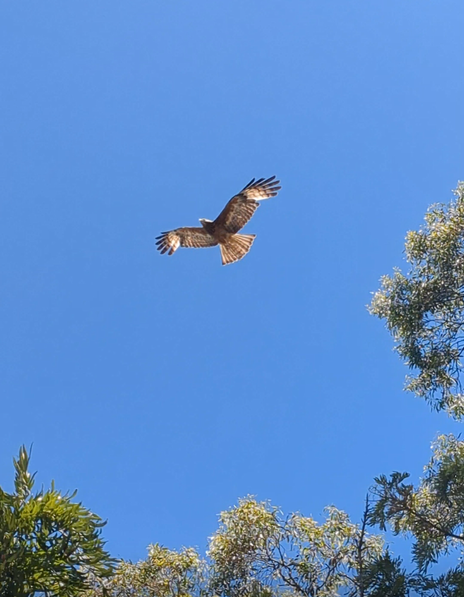 Milano Colicuadrado - ML646622621